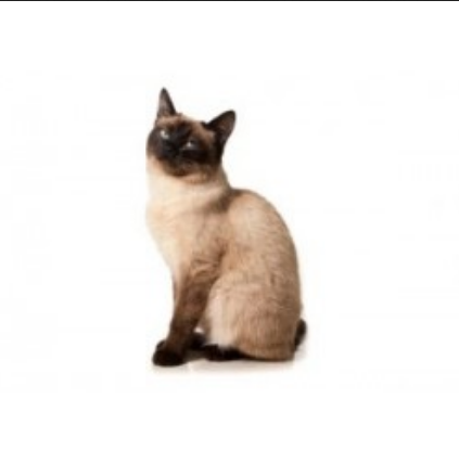 Siamese Kitten Cat - Siamese, Transparent background PNG HD thumbnail