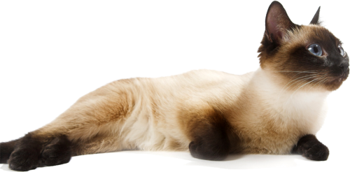 The Organization Was Set Up To Give Preference To The Siamese And Oriental Breeds, But Will Also Take In The Domestic Partners Of These Breeds. - Siamese, Transparent background PNG HD thumbnail