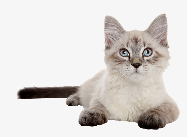 Tummy Siamese Cat Free Png - Siamese, Transparent background PNG HD thumbnail