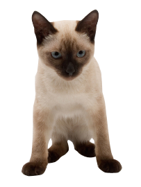 Why Choose A Siamese Cat To Be The Star Of Your Ecard? - Siamese, Transparent background PNG HD thumbnail