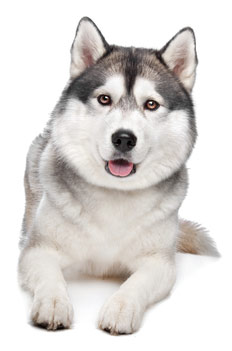 Siberian Husky Puppy PNG File