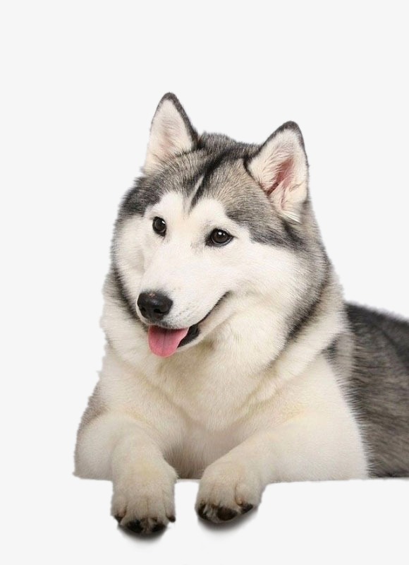 Husky Dog, Huskies, Dog, Pet Png Image - Siberian Husky, Transparent background PNG HD thumbnail