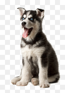 Meng Stupid Husky Puppy, Puppy, Huskies, Cute Puppy Png Image - Siberian Husky, Transparent background PNG HD thumbnail