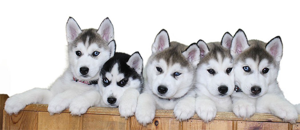 Husky PNG Clipart