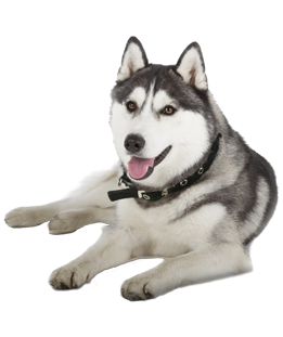Husky PNG Clipart