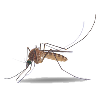 Similar Mosquito Png Image - Mosquito, Transparent background PNG HD thumbnail