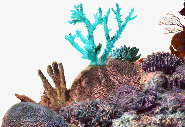 Simple Coral Reef Png - Brown Simple Coral Border Texture, Brown, Simple, Coral Png Image And Clipart, Transparent background PNG HD thumbnail