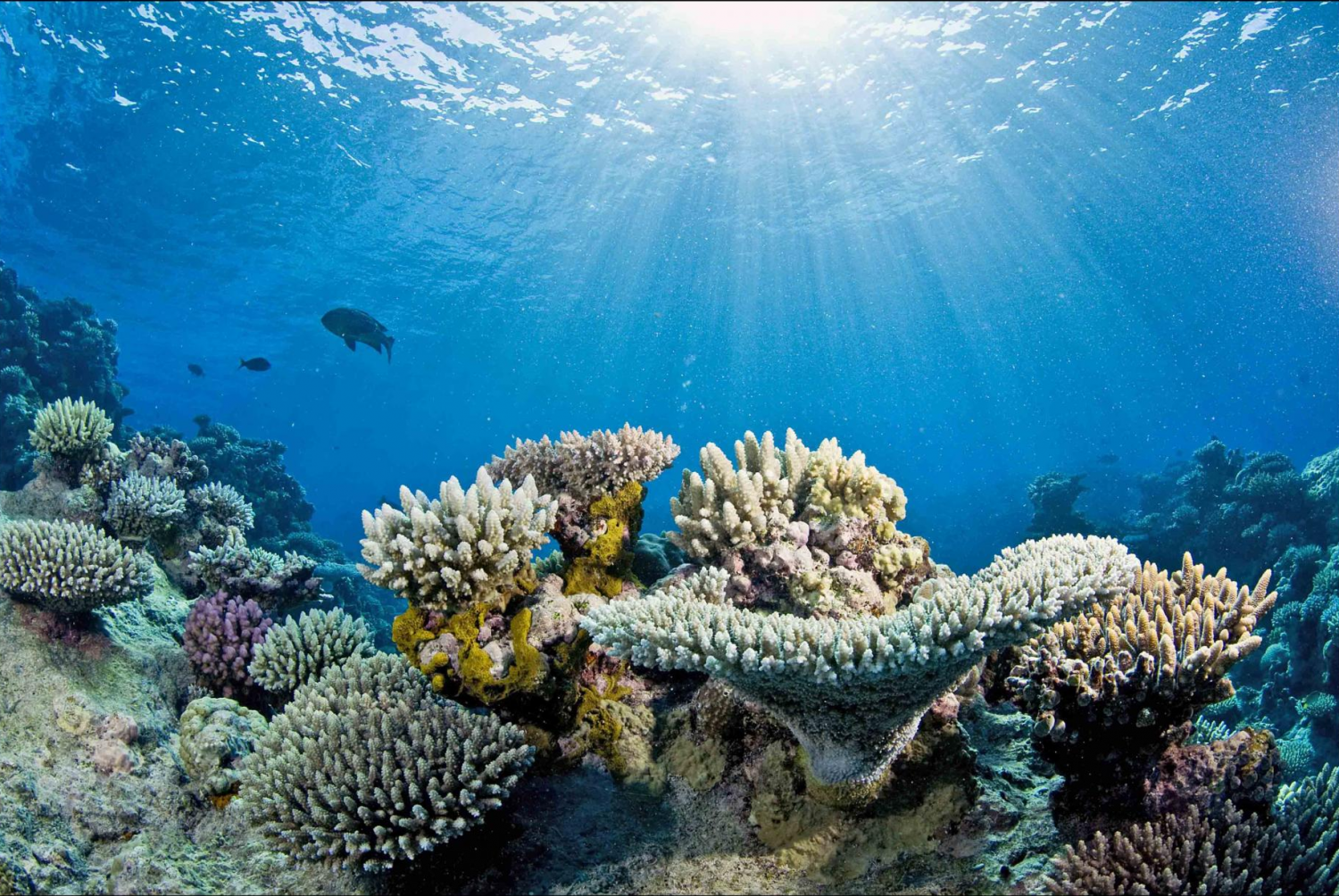 Study Projects Unprecedented Loss Of Corals In Great Barrier Reef Due To Warming - Simple Coral Reef, Transparent background PNG HD thumbnail