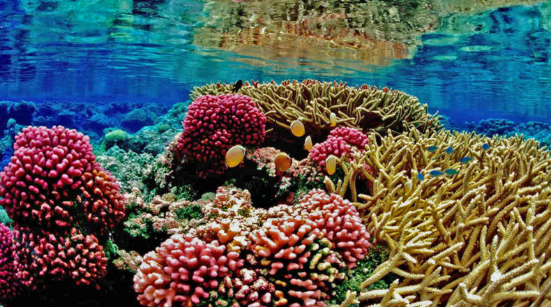 Why Coral Reefs Are Important - Simple Coral Reef, Transparent background PNG HD thumbnail