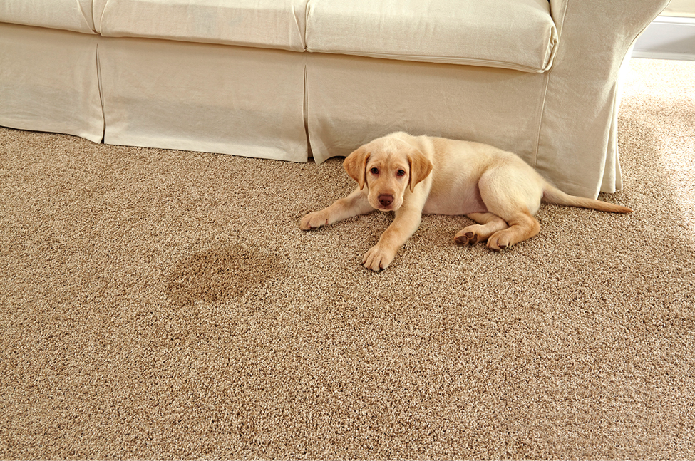 There Are Several Things You Can Do To Take Care Of Your Carpet When You Have Pets. Keeping Petsu0027 Nails Trimmed Can Help Prevent Damage To Carpet Hdpng.com  - Sit On Carpet, Transparent background PNG HD thumbnail