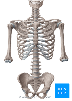 Skeletal System Png Hd Hdpng.com 283 - Skeletal System, Transparent background PNG HD thumbnail