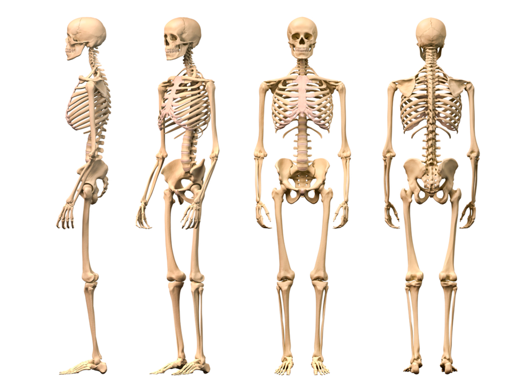 3 Years Ago 617 - Skeletal System, Transparent background PNG HD thumbnail