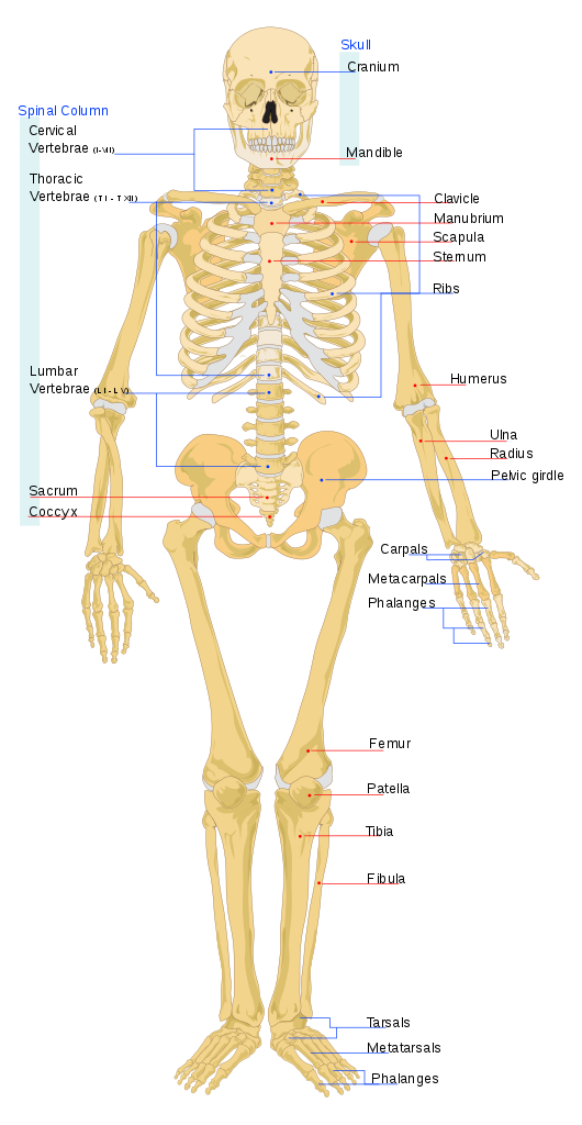 File:human Skeleton Front En.svg - Skeletal System, Transparent background PNG HD thumbnail