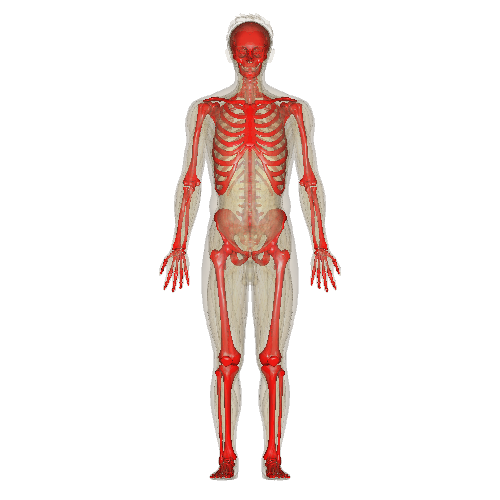 Skeletal System Png Hd - File:skeletal System.png, Transparent background PNG HD thumbnail