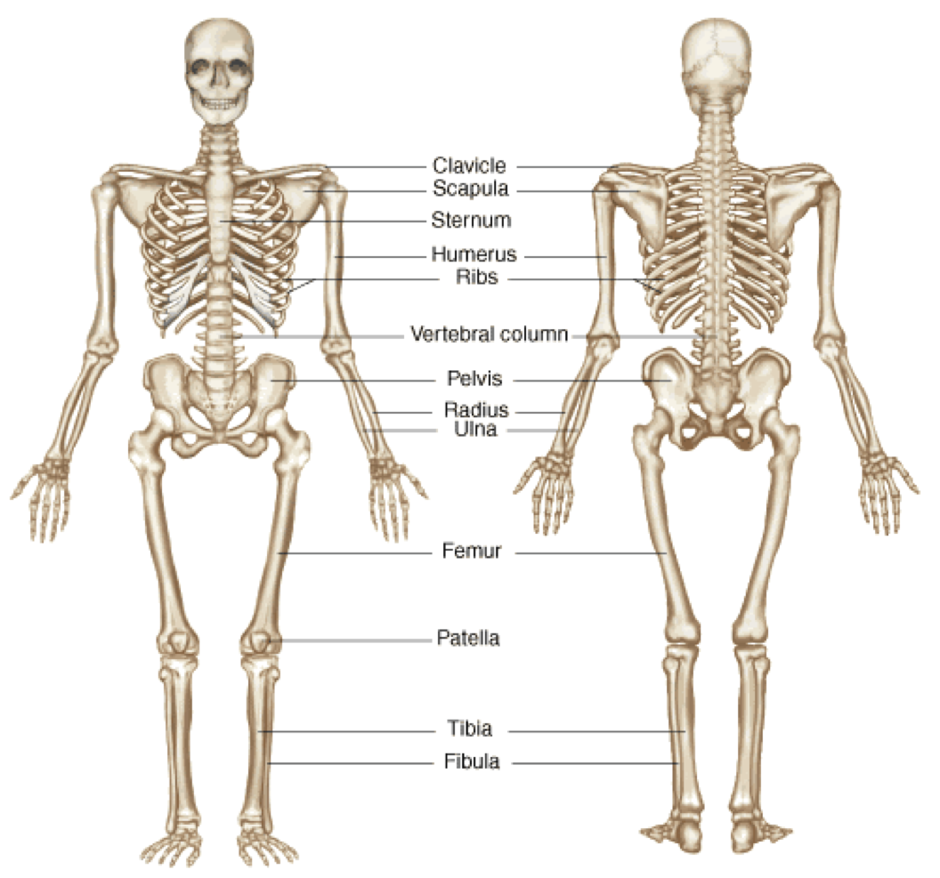 Functions Of Skeletal System | Human Body - Skeletal System, Transparent background PNG HD thumbnail