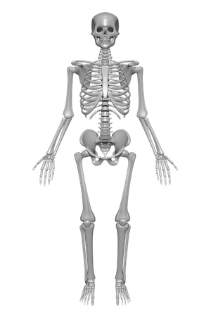 Human Skeleton - Skeletal System, Transparent background PNG HD thumbnail
