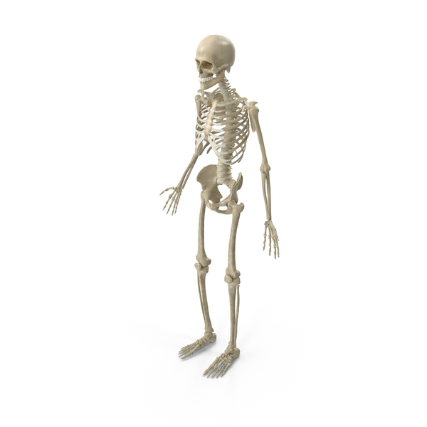 Male Skeletal System - Skeletal System, Transparent background PNG HD thumbnail