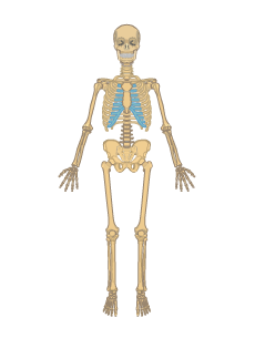 Skeletal System - Skeletal System, Transparent background PNG HD thumbnail