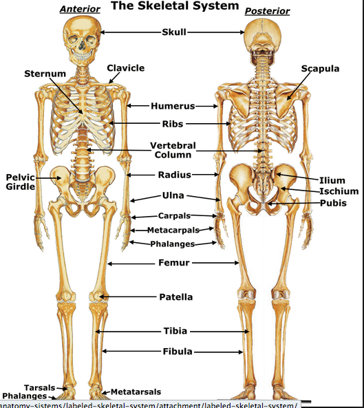 Skeletal System - Skeletal System, Transparent background PNG HD thumbnail