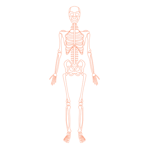 Skeletal System Anatomy Bones Transparent Png - Skeletal System, Transparent background PNG HD thumbnail