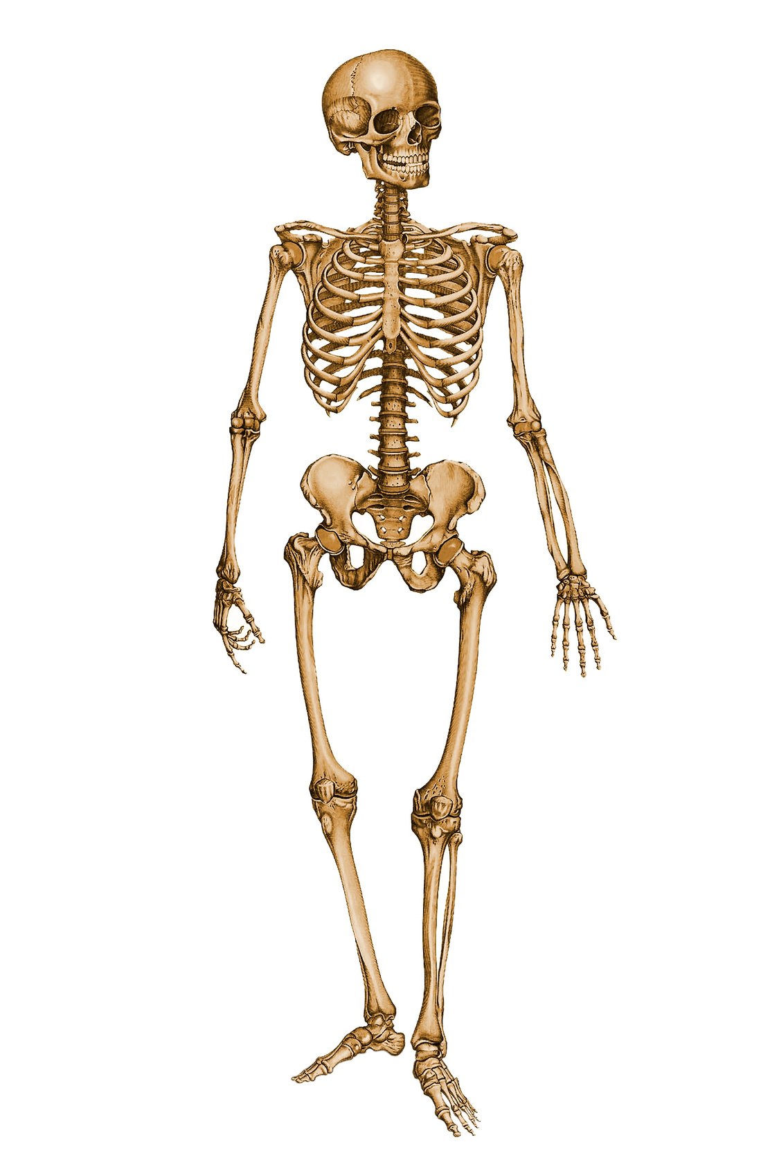 Skeletal System Final - Skeletal System, Transparent background PNG HD thumbnail