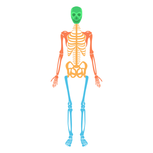 Skeletal System Human Body Colored Bones Transparent Png - Skeletal System, Transparent background PNG HD thumbnail