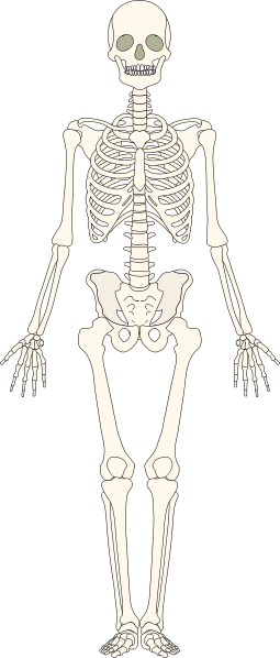 Skeleton - Skeletal System, Transparent background PNG HD thumbnail