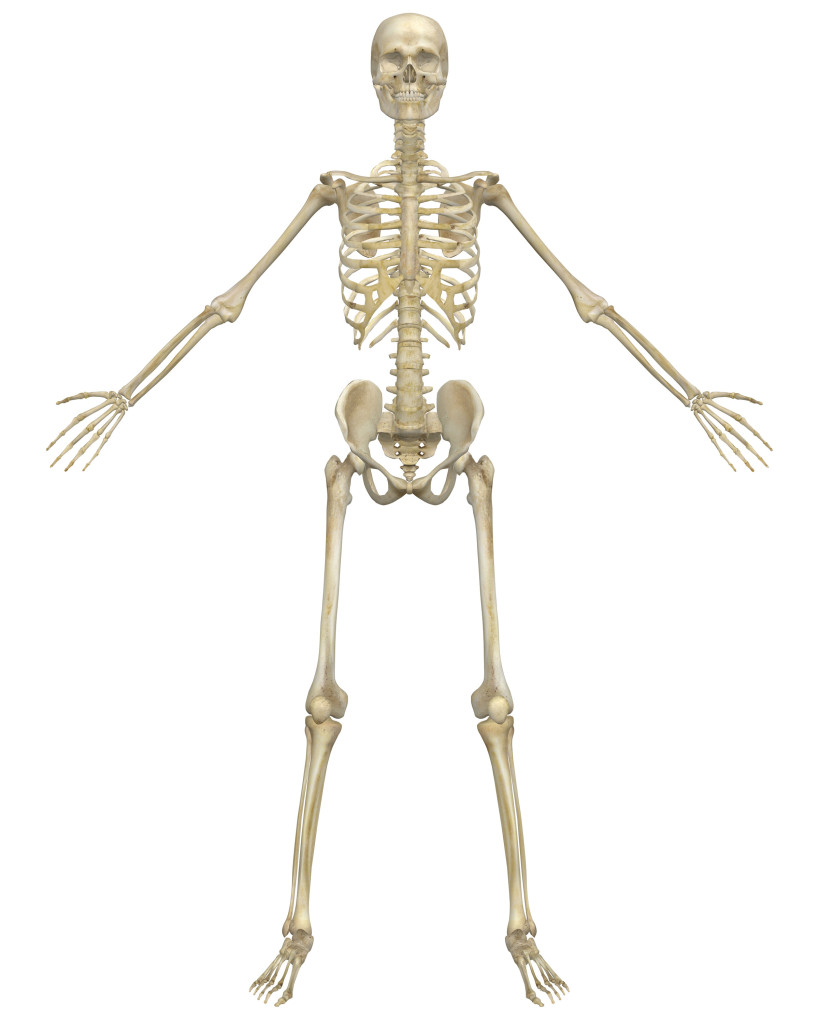 Skeletal System Png Hd - The Hdpng.com , Transparent background PNG HD thumbnail