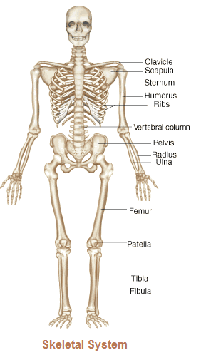 The Formation And Compostion Of Human Beingu0027S Skeletal Is Of Special Type. Bones Are The - Skeletal System, Transparent background PNG HD thumbnail