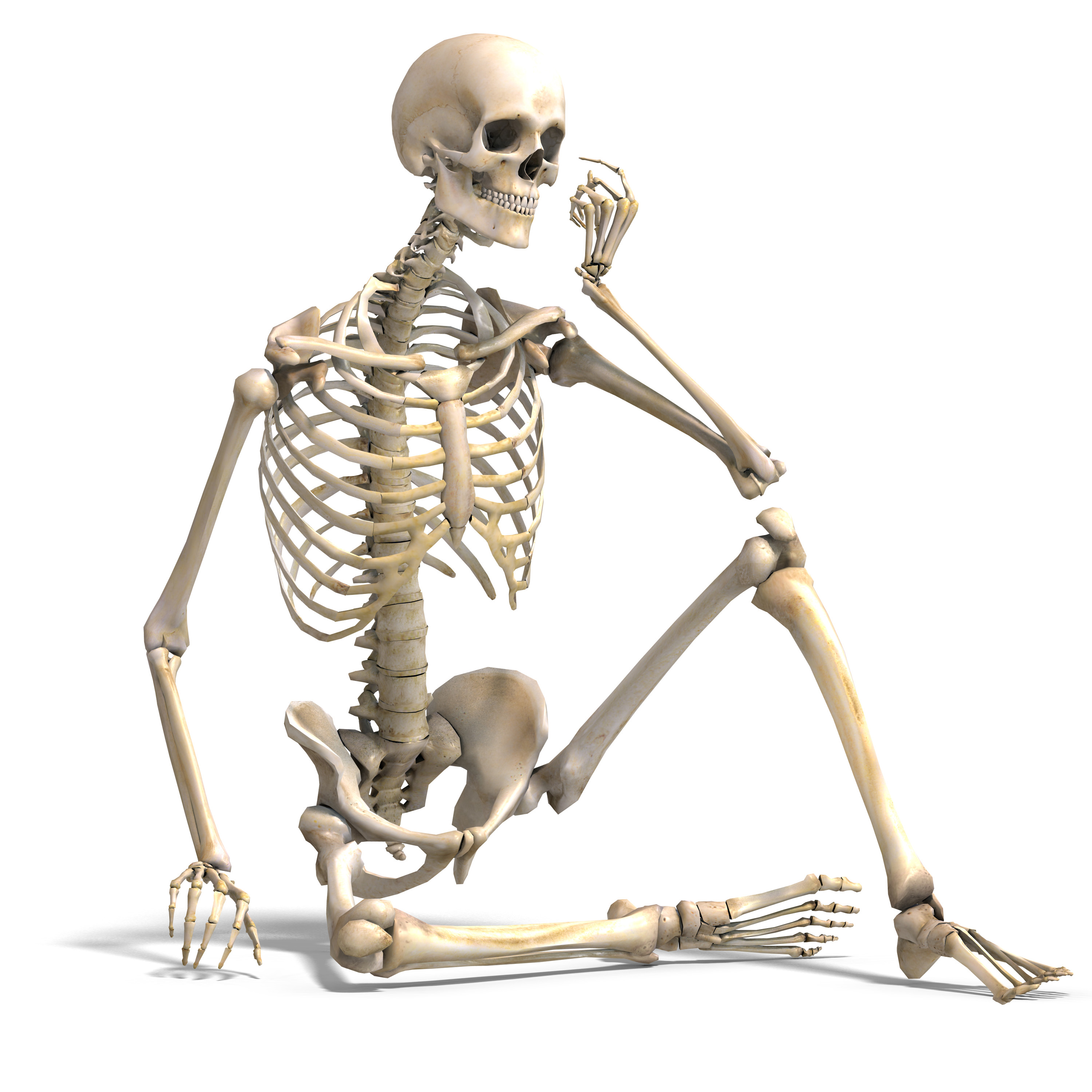 Skeletal System Png Hd - The Hands And Feet Contain Over Half Of The Bodyu0027S Bones. Ancient Egyptians Developed The Worldu0027S First Functional Prosthetic Bone., Transparent background PNG HD thumbnail