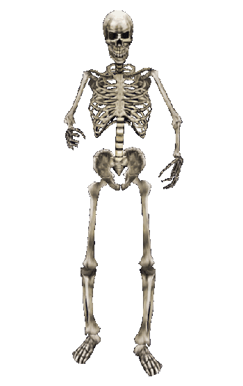 Skeleton Hd Png Hdpng.com 350 - Skeleton, Transparent background PNG HD thumbnail