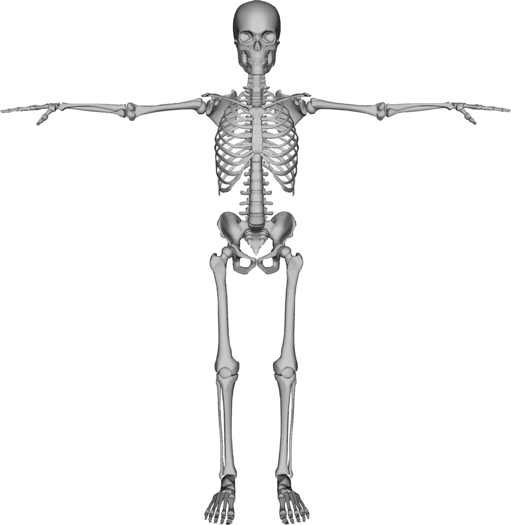 Human Skeleton, Bones, Skull,