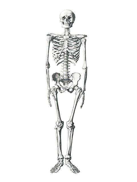 Free Illustration: Skeleton, Medical, Bone, Anatomical   Free Image On Pixabay   504784 - Skeleton, Transparent background PNG HD thumbnail