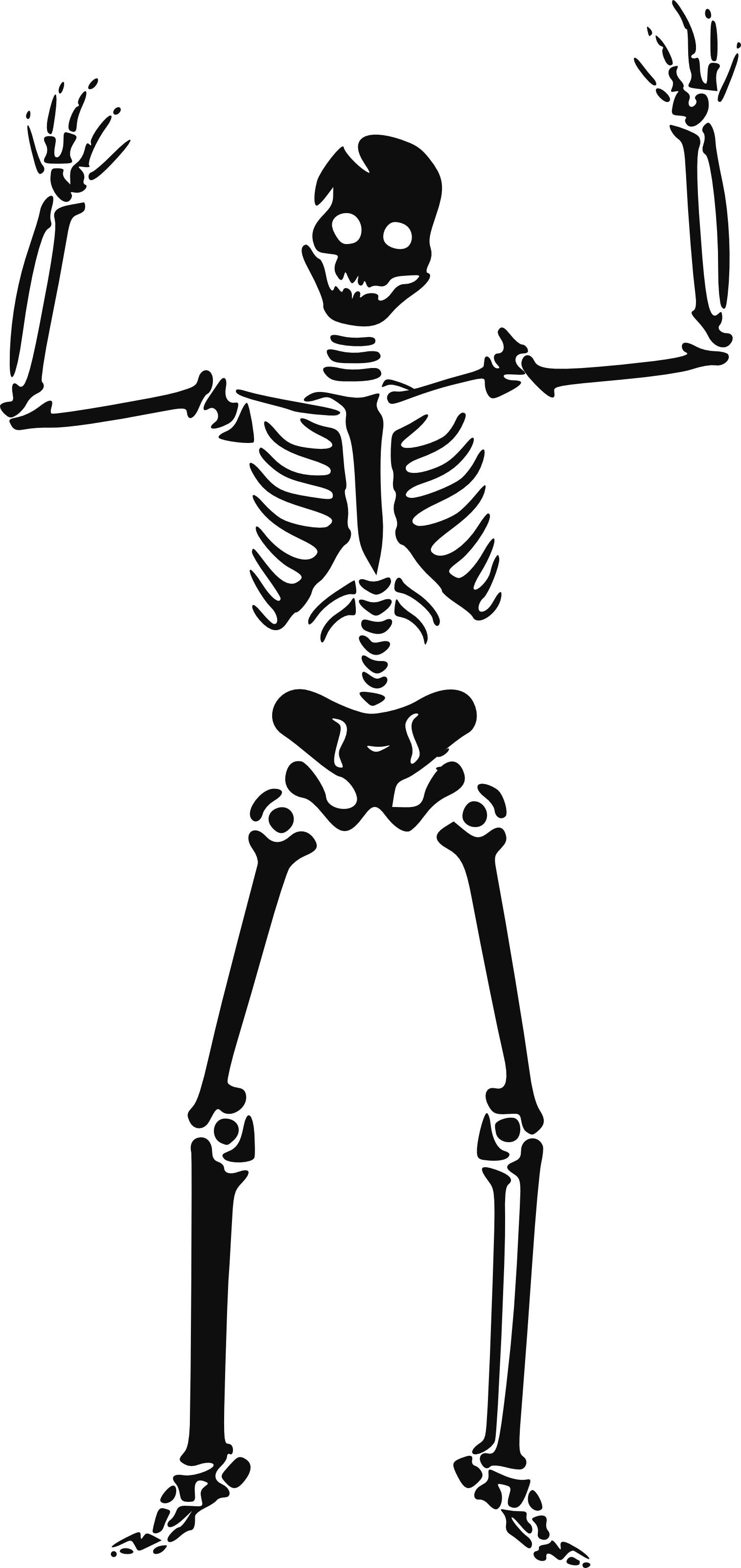 Halloween Skeleton Png Hd - Skeleton, Transparent background PNG HD thumbnail