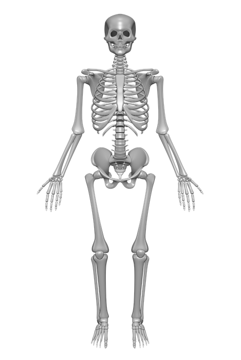 Human Skeleton, Bones, Skull, Anatomy, Skeleton - Skeleton, Transparent background PNG HD thumbnail