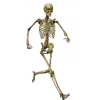 Skeleton Png Image Png Image - Skeleton, Transparent background PNG HD thumbnail