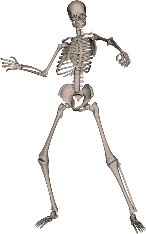 Skeleton Png Image Png Image - Skeleton, Transparent background PNG HD thumbnail
