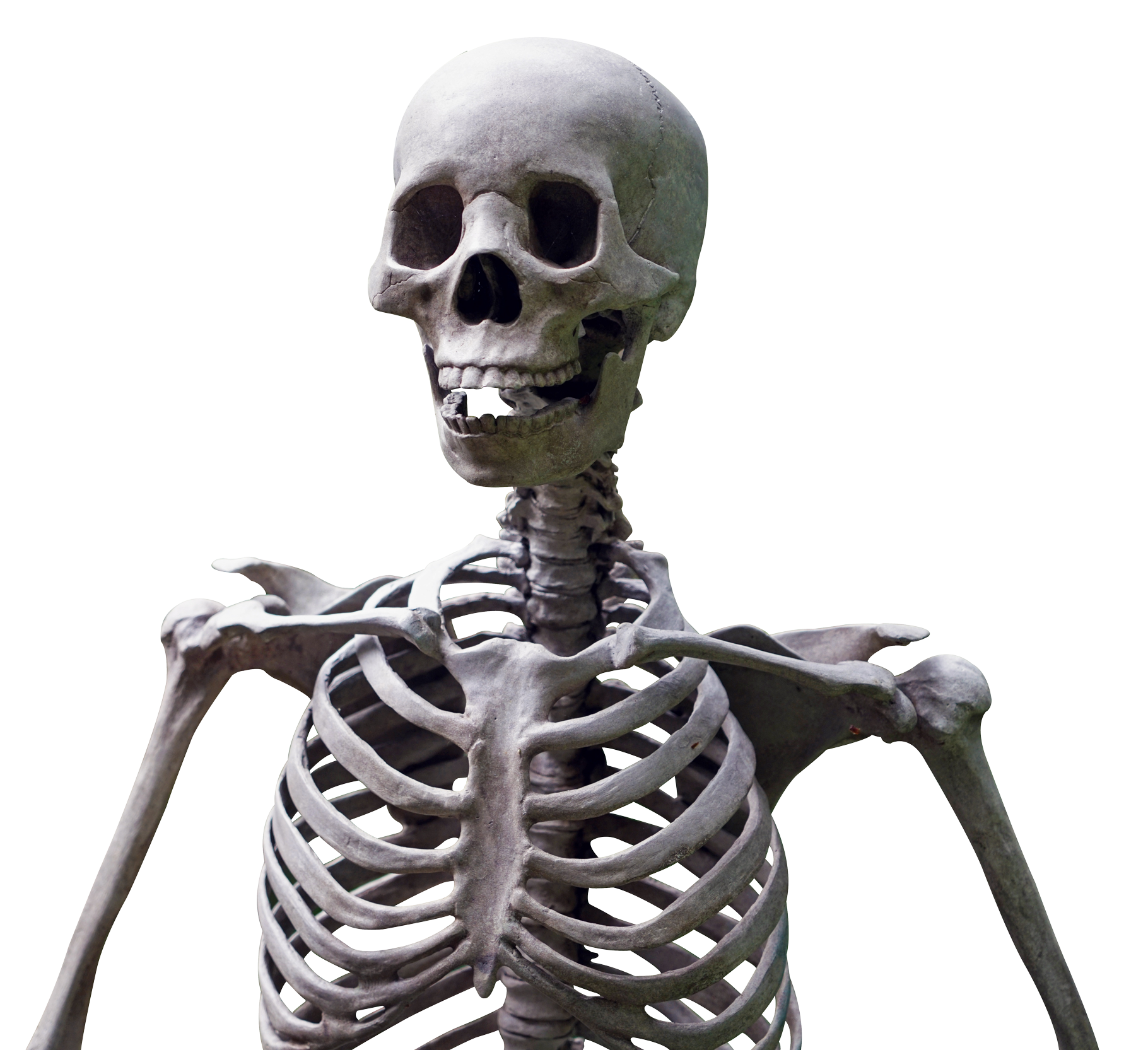 Skeleton Png Hdpng.com 1820 - Skeleton, Transparent background PNG HD thumbnail
