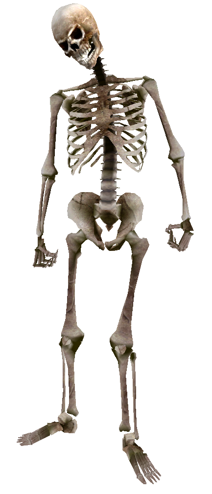 Beast Oblivion Skeleton Png Image #5334 - Skeleton, Transparent background PNG HD thumbnail