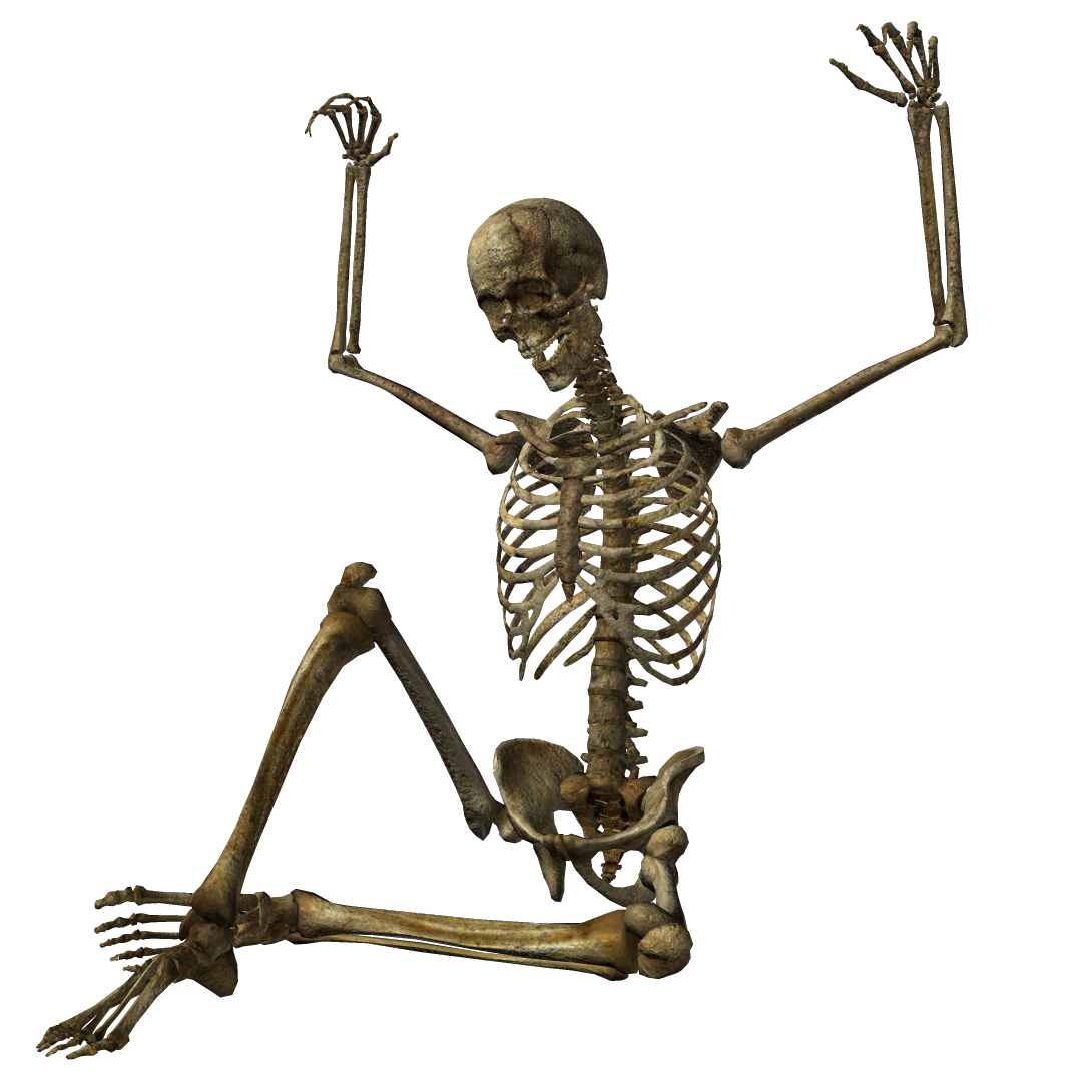 Skeleton Png Image - Skeleton, Transparent background PNG HD thumbnail