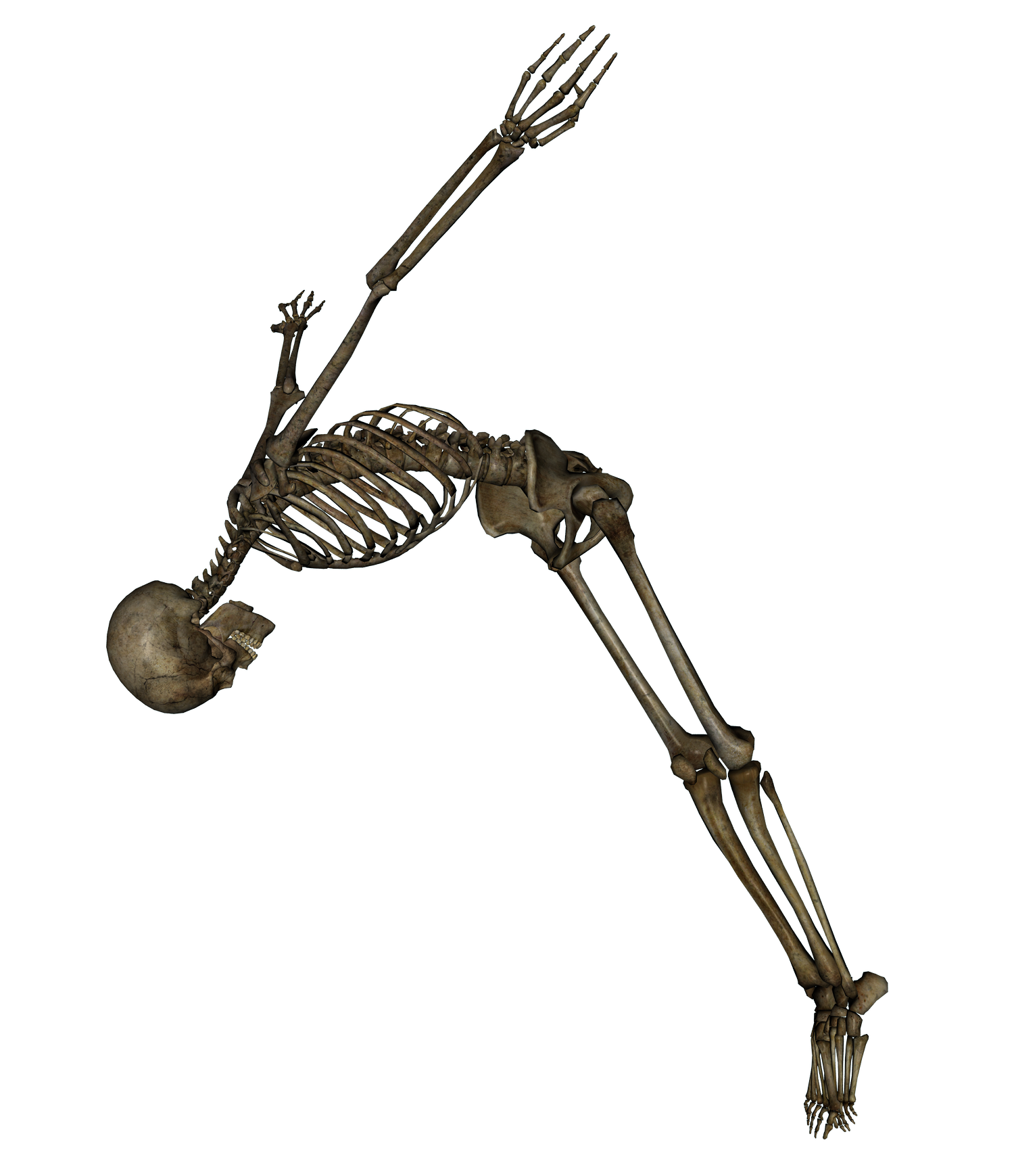 . Hdpng.com Skeleton   Swan Dive   Png By Markopolio Stock - Skeleton, Transparent background PNG HD thumbnail
