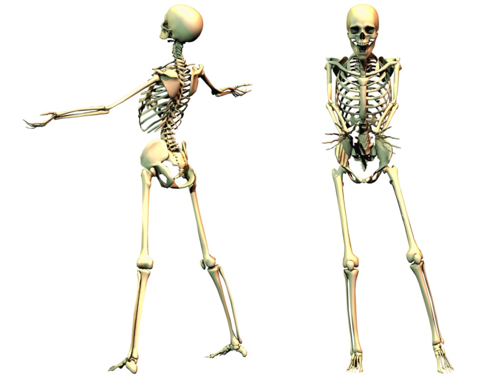 Spooky Skeleton Png Image #5324 - Skeleton, Transparent background PNG HD thumbnail