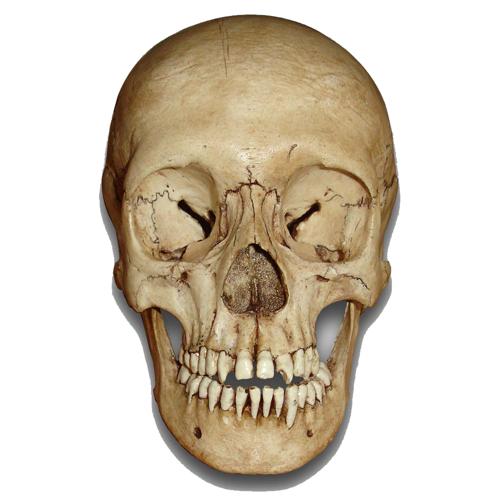 Png File Name: Skull Png Image Dimension: 1000X1000. Image Type: .png. Posted On: Sep 3Rd, 2016. Category: Fantasy Tags: Skull - Skull, Transparent background PNG HD thumbnail