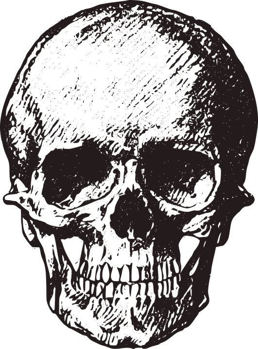 Skull, Vintage, Old, Horror, Macabre, Death, Halloween - Skull, Transparent background PNG HD thumbnail