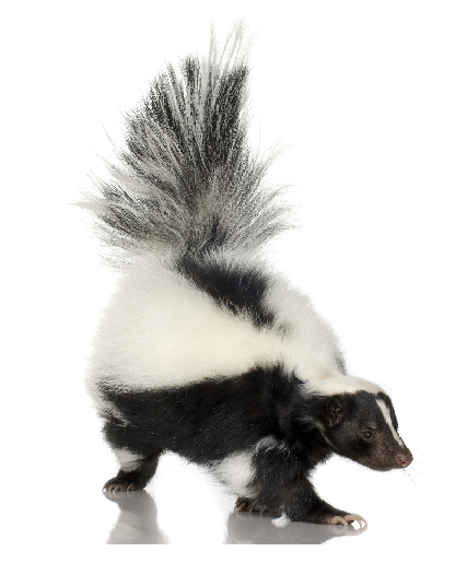 Baby Skunk Smell - Skunk, Transparent background PNG HD thumbnail