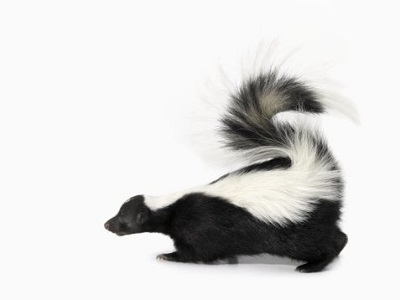 Side View Of Skunk - Skunk, Transparent background PNG HD thumbnail