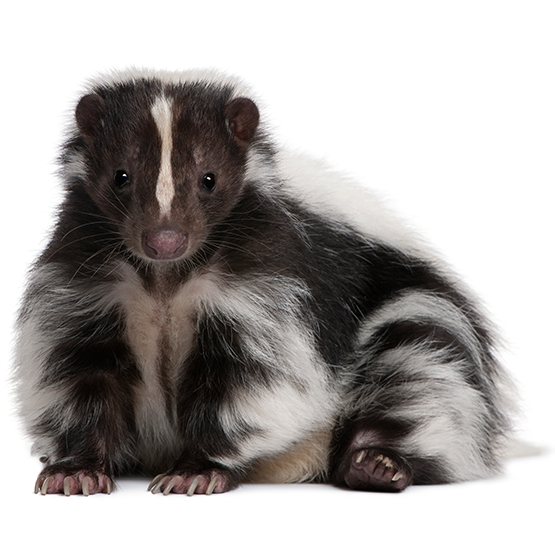 Skunks Are Well Known For Their Foul Strong Smell. Citizens From North America, South America, Indonesia And Other Countries Of The World Where Skunks Are Hdpng.com  - Skunk, Transparent background PNG HD thumbnail