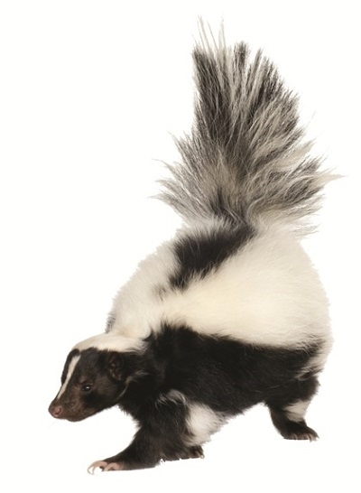 Why Do Skunks Spray? - Skunk, Transparent background PNG HD thumbnail