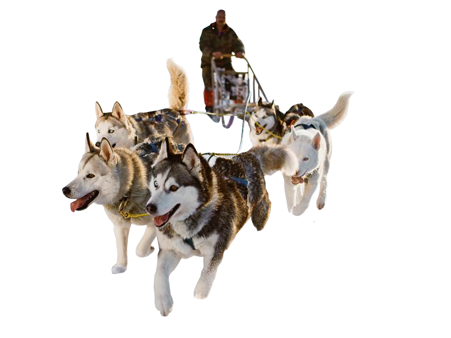 Dog Sledding - Sled Dog, Transparent background PNG HD thumbnail