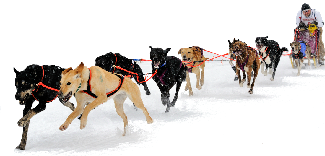 Eurohound sprint racing sled dogs, Sled Dog PNG HD - Free PNG